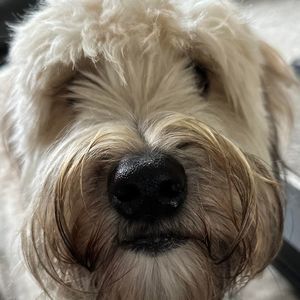 Meet your Posher, Gina